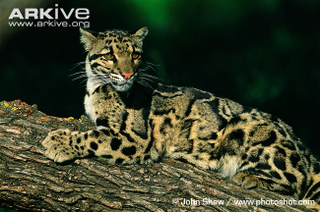 Illustration for article titled Caturday - Neofelis nebulosa Edition